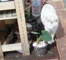 白ちゃん物色中