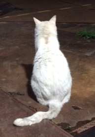 白ちゃんたそがれ中